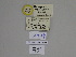  ( - SE MNC Lep 01315)  @11 [ ] Copyright (2012) Sven Erlacher Museum Naturkunde Chemnitz