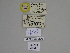  ( - SE MNC Lep 01316)  @11 [ ] Copyright (2012) Sven Erlacher Museum Naturkunde Chemnitz