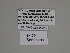  ( - SE MNC Lep 01317)  @11 [ ] Copyright (2012) Sven Erlacher Museum Naturkunde Chemnitz