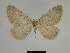  ( - SE MNC Lep 01322)  @11 [ ] Copyright (2012) Sven Erlacher Museum Naturkunde Chemnitz