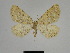  (Gnophos caliceros - SE MNC Lep 01323)  @13 [ ] Copyright (2012) Sven Erlacher Museum Naturkunde Chemnitz