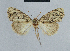  ( - BC ZSM Lep 48321)  @12 [ ] CreativeCommons - Attribution Non-Commercial Share-Alike (2012) Axel Hausmann/Bavarian State Collection of Zoology (ZSM) SNSB, Zoologische Staatssammlung Muenchen