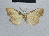 ( - BC ZSM Lep 48323)  @13 [ ] CreativeCommons - Attribution Non-Commercial Share-Alike (2012) Axel Hausmann/Bavarian State Collection of Zoology (ZSM) SNSB, Zoologische Staatssammlung Muenchen