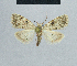  ( - BC ZSM Lep 48335)  @13 [ ] CreativeCommons - Attribution Non-Commercial Share-Alike (2012) Axel Hausmann/Bavarian State Collection of Zoology (ZSM) SNSB, Zoologische Staatssammlung Muenchen