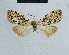 ( - BC ZSM Lep 48343)  @11 [ ] CreativeCommons - Attribution Non-Commercial Share-Alike (2012) Axel Hausmann/Bavarian State Collection of Zoology (ZSM) SNSB, Zoologische Staatssammlung Muenchen