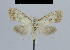  ( - BC ZSM Lep 48386)  @12 [ ] CreativeCommons - Attribution Non-Commercial Share-Alike (2012) Axel Hausmann/Bavarian State Collection of Zoology (ZSM) SNSB, Zoologische Staatssammlung Muenchen