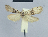  ( - BC ZSM Lep 48389)  @12 [ ] CreativeCommons - Attribution Non-Commercial Share-Alike (2012) Axel Hausmann/Bavarian State Collection of Zoology (ZSM) SNSB, Zoologische Staatssammlung Muenchen