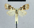 ( - BC ZSM Lep 48392)  @12 [ ] CreativeCommons - Attribution Non-Commercial Share-Alike (2012) Axel Hausmann/Bavarian State Collection of Zoology (ZSM) SNSB, Zoologische Staatssammlung Muenchen