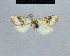  ( - BC ZSM Lep 48402)  @11 [ ] CreativeCommons - Attribution Non-Commercial Share-Alike (2012) Axel Hausmann/Bavarian State Collection of Zoology (ZSM) SNSB, Zoologische Staatssammlung Muenchen