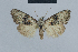  ( - BC ZSM Lep 48411)  @14 [ ] CreativeCommons - Attribution Non-Commercial Share-Alike (2012) Axel Hausmann/Bavarian State Collection of Zoology (ZSM) SNSB, Zoologische Staatssammlung Muenchen