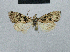  ( - BC ZSM Lep 48426)  @12 [ ] CreativeCommons - Attribution Non-Commercial Share-Alike (2012) Axel Hausmann/Bavarian State Collection of Zoology (ZSM) SNSB, Zoologische Staatssammlung Muenchen