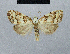  ( - BC ZSM Lep 48428)  @11 [ ] CreativeCommons - Attribution Non-Commercial Share-Alike (2012) Axel Hausmann/Bavarian State Collection of Zoology (ZSM) SNSB, Zoologische Staatssammlung Muenchen