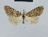  ( - BC ZSM Lep 48429)  @12 [ ] CreativeCommons - Attribution Non-Commercial Share-Alike (2012) Axel Hausmann/Bavarian State Collection of Zoology (ZSM) SNSB, Zoologische Staatssammlung Muenchen