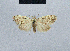  ( - BC ZSM Lep 48446)  @14 [ ] CreativeCommons - Attribution Non-Commercial Share-Alike (2012) Axel Hausmann/Bavarian State Collection of Zoology (ZSM) SNSB, Zoologische Staatssammlung Muenchen