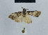  ( - BC ZSM Lep 48460)  @12 [ ] CreativeCommons - Attribution Non-Commercial Share-Alike (2012) Axel Hausmann/Bavarian State Collection of Zoology (ZSM) SNSB, Zoologische Staatssammlung Muenchen