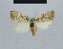  ( - BC ZSM Lep 48467)  @13 [ ] CreativeCommons - Attribution Non-Commercial Share-Alike (2012) Axel Hausmann/Bavarian State Collection of Zoology (ZSM) SNSB, Zoologische Staatssammlung Muenchen