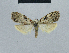  ( - BC ZSM Lep 48478)  @13 [ ] CreativeCommons - Attribution Non-Commercial Share-Alike (2012) Axel Hausmann/Bavarian State Collection of Zoology (ZSM) SNSB, Zoologische Staatssammlung Muenchen