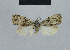  ( - BC ZSM Lep 48479)  @13 [ ] CreativeCommons - Attribution Non-Commercial Share-Alike (2012) Axel Hausmann/Bavarian State Collection of Zoology (ZSM) SNSB, Zoologische Staatssammlung Muenchen