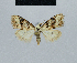  ( - BC ZSM Lep 48484)  @12 [ ] CreativeCommons - Attribution Non-Commercial Share-Alike (2012) Axel Hausmann/Bavarian State Collection of Zoology (ZSM) SNSB, Zoologische Staatssammlung Muenchen