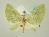  ( - BC ZSM Lep 63426)  @13 [ ] CreativeCommons - Attribution Non-Commercial Share-Alike (2012) Axel Hausmann/Bavarian State Collection of Zoology (ZSM) SNSB, Zoologische Staatssammlung Muenchen