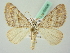  ( - BC ZSM Lep 63428)  @11 [ ] CreativeCommons - Attribution Non-Commercial Share-Alike (2012) Axel Hausmann/Bavarian State Collection of Zoology (ZSM) SNSB, Zoologische Staatssammlung Muenchen