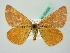  ( - BC ZSM Lep 63429)  @11 [ ] CreativeCommons - Attribution Non-Commercial Share-Alike (2012) Axel Hausmann/Bavarian State Collection of Zoology (ZSM) SNSB, Zoologische Staatssammlung Muenchen