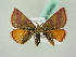  ( - BC ZSM Lep 63430)  @12 [ ] CreativeCommons - Attribution Non-Commercial Share-Alike (2012) Axel Hausmann/Bavarian State Collection of Zoology (ZSM) SNSB, Zoologische Staatssammlung Muenchen