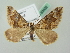  ( - BC ZSM Lep 63432)  @13 [ ] CreativeCommons - Attribution Non-Commercial Share-Alike (2012) Axel Hausmann/Bavarian State Collection of Zoology (ZSM) SNSB, Zoologische Staatssammlung Muenchen