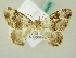  ( - BC ZSM Lep 63435)  @12 [ ] CreativeCommons - Attribution Non-Commercial Share-Alike (2012) Axel Hausmann/Bavarian State Collection of Zoology (ZSM) SNSB, Zoologische Staatssammlung Muenchen