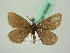  ( - BC ZSM Lep 63456)  @11 [ ] CreativeCommons - Attribution Non-Commercial Share-Alike (2012) Axel Hausmann/Bavarian State Collection of Zoology (ZSM) SNSB, Zoologische Staatssammlung Muenchen