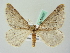  ( - BC ZSM Lep 63457)  @14 [ ] CreativeCommons - Attribution Non-Commercial Share-Alike (2012) Axel Hausmann/Bavarian State Collection of Zoology (ZSM) SNSB, Zoologische Staatssammlung Muenchen