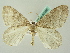  ( - BC ZSM Lep 63466)  @14 [ ] CreativeCommons - Attribution Non-Commercial Share-Alike (2012) Axel Hausmann/Bavarian State Collection of Zoology (ZSM) SNSB, Zoologische Staatssammlung Muenchen