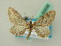  (Eupithecia AH01Tn - BC ZSM Lep 63535)  @11 [ ] CreativeCommons - Attribution Non-Commercial Share-Alike (2012) Axel Hausmann/Bavarian State Collection of Zoology (ZSM) SNSB, Zoologische Staatssammlung Muenchen