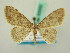  ( - BC ZSM Lep 63552)  @14 [ ] CreativeCommons - Attribution Non-Commercial Share-Alike (2012) Axel Hausmann/Bavarian State Collection of Zoology (ZSM) SNSB, Zoologische Staatssammlung Muenchen