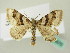  ( - BC ZSM Lep 63570)  @13 [ ] CreativeCommons - Attribution Non-Commercial Share-Alike (2012) Axel Hausmann/Bavarian State Collection of Zoology (ZSM) SNSB, Zoologische Staatssammlung Muenchen