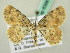  ( - BC ZSM Lep 63581)  @12 [ ] CreativeCommons - Attribution Non-Commercial Share-Alike (2012) Axel Hausmann/Bavarian State Collection of Zoology (ZSM) SNSB, Zoologische Staatssammlung Muenchen