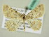  ( - BC ZSM Lep 63582)  @13 [ ] CreativeCommons - Attribution Non-Commercial Share-Alike (2012) Axel Hausmann/Bavarian State Collection of Zoology (ZSM) SNSB, Zoologische Staatssammlung Muenchen