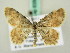  ( - BC ZSM Lep 63583)  @13 [ ] CreativeCommons - Attribution Non-Commercial Share-Alike (2012) Axel Hausmann/Bavarian State Collection of Zoology (ZSM) SNSB, Zoologische Staatssammlung Muenchen