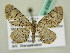  (Eupithecia schiefereri - BC ZSM Lep 63587)  @14 [ ] CreativeCommons - Attribution Non-Commercial Share-Alike (2012) Axel Hausmann/Bavarian State Collection of Zoology (ZSM) SNSB, Zoologische Staatssammlung Muenchen