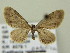  (Eupithecia antalica - BC ZSM Lep 63589)  @11 [ ] CreativeCommons - Attribution Non-Commercial Share-Alike (2012) Axel Hausmann/Bavarian State Collection of Zoology (ZSM) SNSB, Zoologische Staatssammlung Muenchen