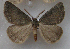  (Onychora agaritharia - BC ZSM Lep 63597)  @14 [ ] Copyright (2012) Axel Hausmann/Bavarian State Collection of Zoology (ZSM) SNSB, Zoologische Staatssammlung Muenchen