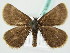  ( - BC ZSM Lep 63603)  @14 [ ] CreativeCommons - Attribution Non-Commercial Share-Alike (2012) Axel Hausmann/Bavarian State Collection of Zoology (ZSM) SNSB, Zoologische Staatssammlung Muenchen