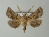  (Axiodes BOLD:ACF1895 - BC ZSM Lep 63608)  @14 [ ] CreativeCommons - Attribution Non-Commercial Share-Alike (2012) Axel Hausmann/Bavarian State Collection of Zoology (ZSM) SNSB, Zoologische Staatssammlung Muenchen