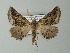  (Axiodes intricata - BC ZSM Lep 63609)  @13 [ ] CreativeCommons - Attribution Non-Commercial Share-Alike (2012) Axel Hausmann/Bavarian State Collection of Zoology (ZSM) SNSB, Zoologische Staatssammlung Muenchen
