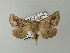  (Axiodes ravida - BC ZSM Lep 63611)  @12 [ ] CreativeCommons - Attribution Non-Commercial Share-Alike (2012) Axel Hausmann/Bavarian State Collection of Zoology (ZSM) SNSB, Zoologische Staatssammlung Muenchen