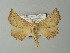  ( - BC ZSM Lep 63612)  @13 [ ] CreativeCommons - Attribution Non-Commercial Share-Alike (2012) Axel Hausmann/Bavarian State Collection of Zoology (ZSM) SNSB, Zoologische Staatssammlung Muenchen
