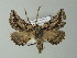  ( - BC ZSM Lep 63614)  @13 [ ] CreativeCommons - Attribution Non-Commercial Share-Alike (2012) Axel Hausmann/Bavarian State Collection of Zoology (ZSM) SNSB, Zoologische Staatssammlung Muenchen