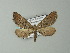  (Hebdomophruda hamata - BC ZSM Lep 63615)  @13 [ ] CreativeCommons - Attribution Non-Commercial Share-Alike (2012) Axel Hausmann/Bavarian State Collection of Zoology (ZSM) SNSB, Zoologische Staatssammlung Muenchen