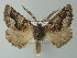  (Axiodes commutata - BC ZSM Lep 63616)  @14 [ ] CreativeCommons - Attribution Non-Commercial Share-Alike (2012) Axel Hausmann/Bavarian State Collection of Zoology (ZSM) SNSB, Zoologische Staatssammlung Muenchen