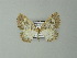  ( - BC ZSM Lep 63643)  @11 [ ] CreativeCommons - Attribution Non-Commercial Share-Alike (2012) Axel Hausmann/Bavarian State Collection of Zoology (ZSM) SNSB, Zoologische Staatssammlung Muenchen